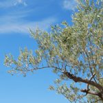Olive Tree (Toscana, 2016)